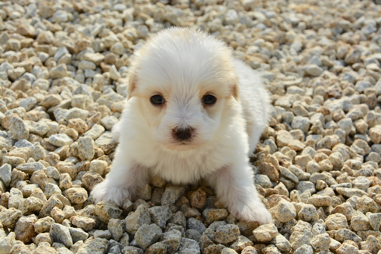 Tips for Dealing with Clumpy Fur in Long-Haired Pets